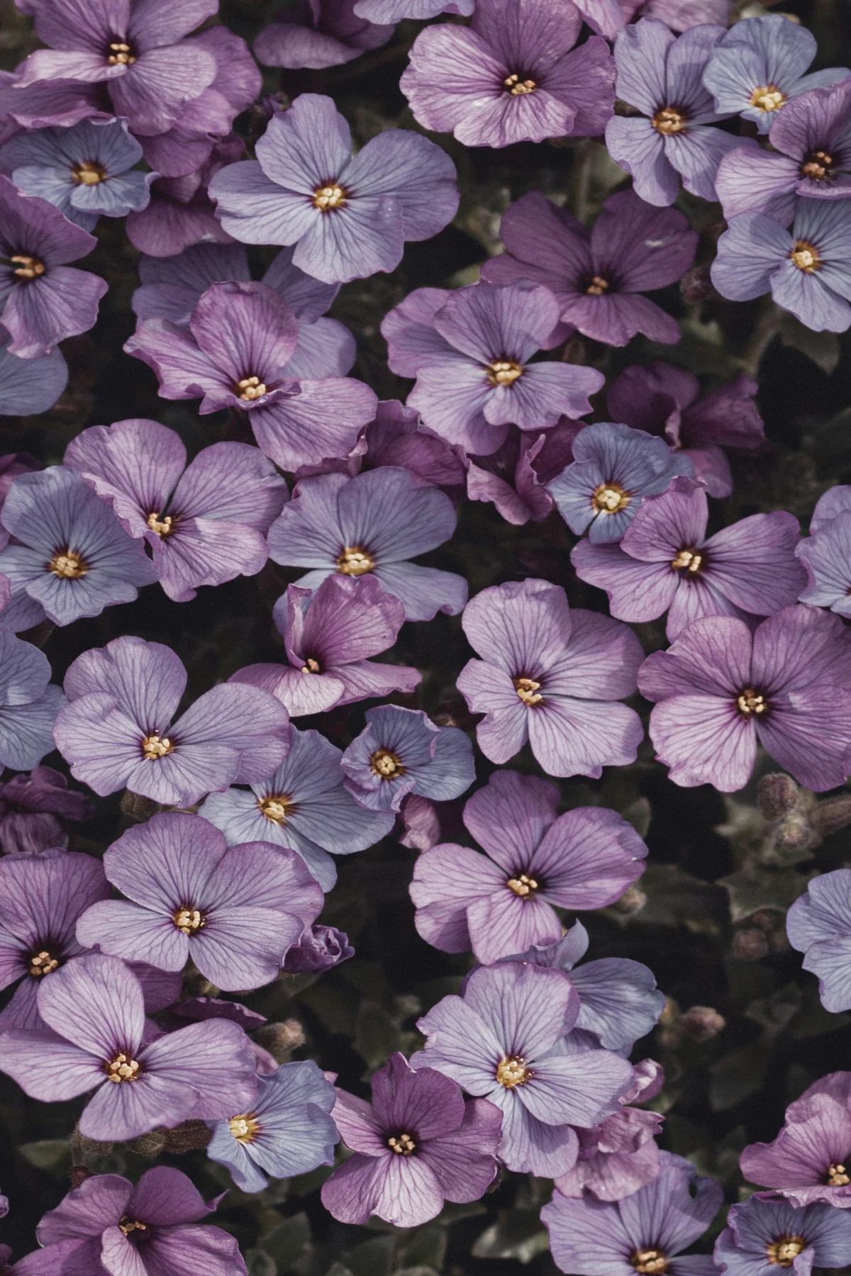 Decorative Background